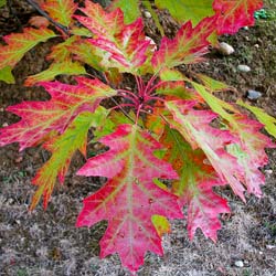 Quercus rubra